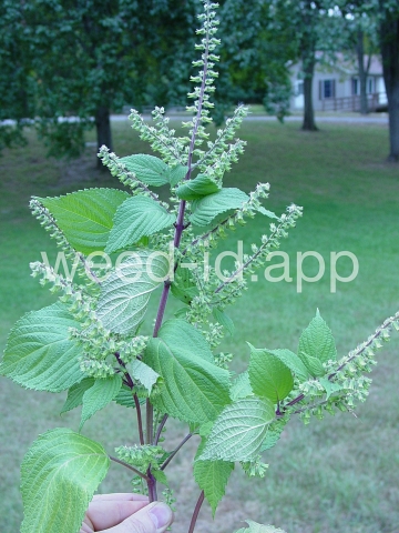 mint, perilla